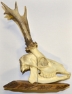lebka srnce obecného (Capreolus capreolus)