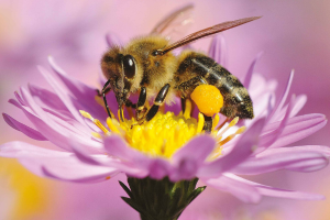 Výstava Žít spolu. O včele a člověku – příběhy ze Slovinska