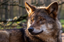 Vlk obecný (Canis lupus), autor fotografie: Konrads Bilderwerkstatt via VisualHunt