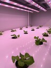 hydroponicky pěstované rostliny
