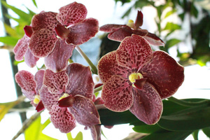 Výstava orchidejí na Kačině