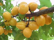 Meruňka obecná (Prunus armeniaca) odrůda Gvardějskij