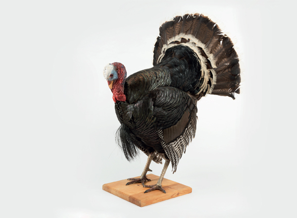 The Greatest Discovery. The Phenomenon of Agriculture in 100 Objects. Wild turkey, taxidermy specimen, Czech University of Life Sciences