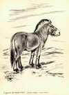 Starý hřebec koně Převalského (Equus przewalskii), perokresba, autor Vratislav Mazák. Sbírky NZM Ohrada