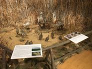 výstava Klenoty z ornitologických sbírek