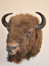 hlava zubra - lovecká trofej (Národní zemědělské muzeum Ohrada)