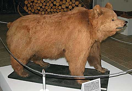 Poslední český medvěd, tzv. Želnavská medvědice, zastřelena roku 1856 Janem Jungwirthem v revíru Želnava na Prachaticku. Sbírka NZM Ohrada.