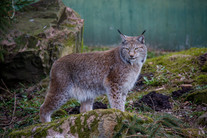 Rys ostrovid (Lynx lynx), autor fotografie: Infomastern via VisualHunt