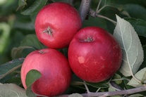 Jabloň domácí (Malus domestica) odrůda Panenské české