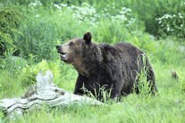 g)	Medvěd hnědý (Ursus arctos) v přirozeném prostředí. Autor fotografie: irio.jyske via VisualHunt