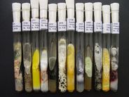 Živé kultury mikroskopických hub ve zkumavkách na agarovém živném mediu – především druhy izolované z potravin