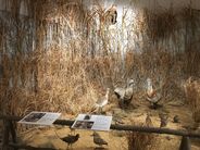 hlavní výstava sezony Klenoty ornitologických sbírek, NZM Ohrada