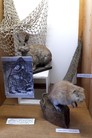 Ondatra pižmová v expozici Národního zemědělského muzea Ohrada