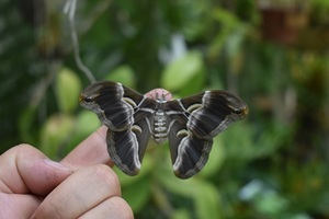 Na křídlech kačinských motýlů