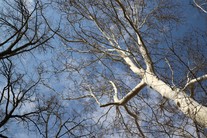 V parku na zámku Kačina najdete řadu pozoruhodných stromů