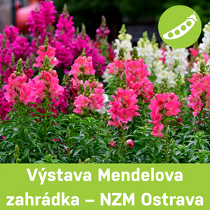 Mendelova zahrádka, NZM Ostrava