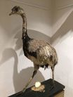 hlavní výstava sezony Klenoty ornitologických sbírek, NZM Ohrada