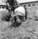 kanec přeštický, JZD Vrdy 1967; foto: archiv NZM
