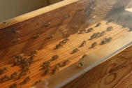 Expozice Království včel, prosklený úl