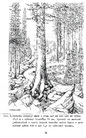 ilustrace a text knihy    Lesy klatovského Pošumaví