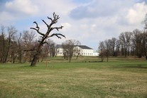 V parku na zámku Kačina najdete řadu pozoruhodných stromů