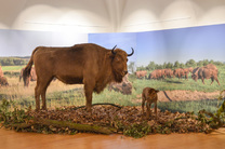 Výstava Zubři, Národní zemědělské muzeum Ohrada